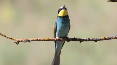 Avrupalı arı yiyici, merops apiaster. Bir kuş bir dala oturur, seslenir, diğer kuşlarla iletişim kurar.
