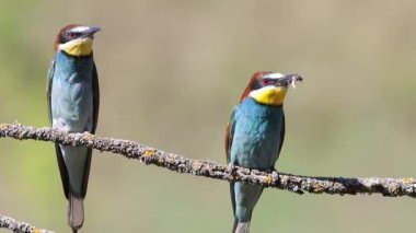 Avrupalı arı yiyici, merops apiaster. Bir dala oturmuş iki kuş, biri avını yiyor.