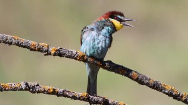 Avrupalı arı yiyici, merops apiaster. Bir kuş gagası açık bir dala oturmuş, tüylerini fırçalıyor.