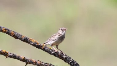 Woodlark, Lullula Arborea 'da. Bulanık bir arka planda bir dalda oturan bir kuş güzel şarkı söyler.