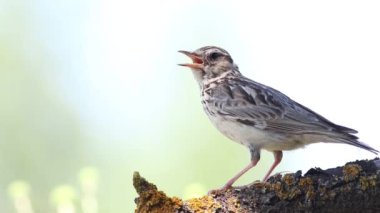 Woodlark, Lullula Arborea 'da. Bir kuşun yakından, tüylerini fırçalarken, şarkı söylerken