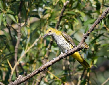 Avrasya Altın Oriole, Oriolus oriolus. Genç bir kuş bir dala oturur.