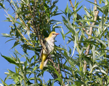 Avrasya Altın Oriole, Oriolus oriolus. Genç bir kuş bir dala oturur.