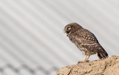 Little owl, Athene noctua. A young bird sits on the ruins of an old house and calls out to its parents clipart