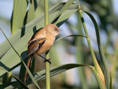 Sakallı reedling, Panurus biarmicus. Dişi bir sazlığa oturur ve şarkı söyler, haykırır
