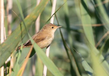 Eurasian reed warbler, Acrocephalus scirpaceus. A bird sits on a reed stalk on a riverbank clipart