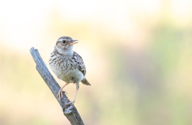 Woodlark, Lullula Arborea 'da. Bulanık arka planda şarkı söyleyen kuş.