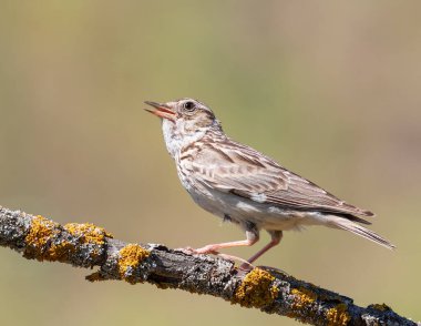 Woodlark, Lullula Arborea 'da. Bulanık arka planda şarkı söyleyen kuş.