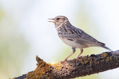 Woodlark, Lullula Arborea 'da. Şarkı söyleyen bir kuşun yakın çekimi