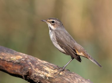 Bluethroat, Luscinia svecica. Sabahın erken saatlerinde, yetişkin bir dişi kuş nehrin kenarındaki bir dala oturur.
