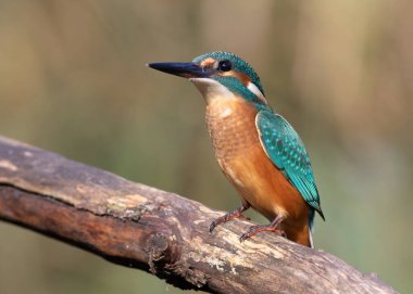 Ortak balıkçı, Alcedo bu işte. Genç bir kuş nehrin kıyısında kalın bir dalda oturur.