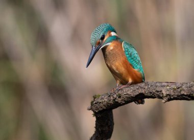 Ortak balıkçı, Alcedo bu işte. Bir kuş nehre bakıyor, balık bekliyor.