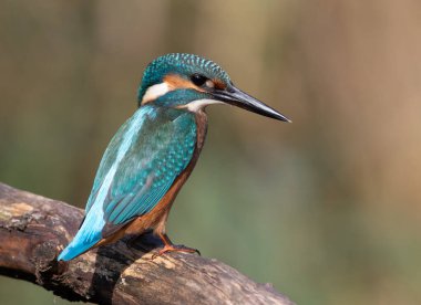 Ortak balıkçı, Alcedo bu işte. Bir kuş nehre bakıyor, balık bekliyor.