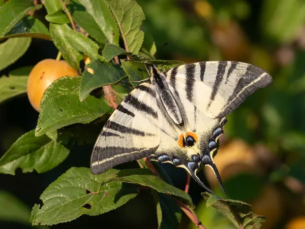 Kırlangıç kuyruğu kıt, Iphiclides podalirius. Bir kelebek bir meyve ağacının dalında oturur.