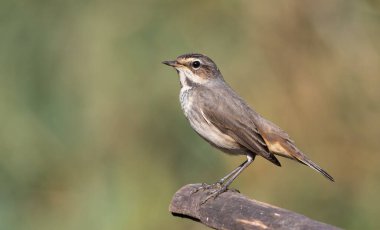 Bluethroat, Luscinia svecica. Dişi bir kuş düz, bulanık bir arka planda bir dala oturur.