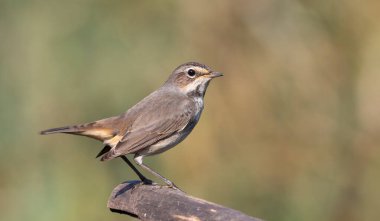 Bluethroat, Luscinia svecica. Dişi bir kuş düz, bulanık bir arka planda bir dala oturur.