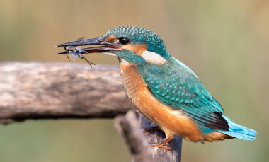 Ortak balıkçı, Alcedo bu işte. Bir kuş bir dalda oturur, gagasında Notonecta glauca taşır.