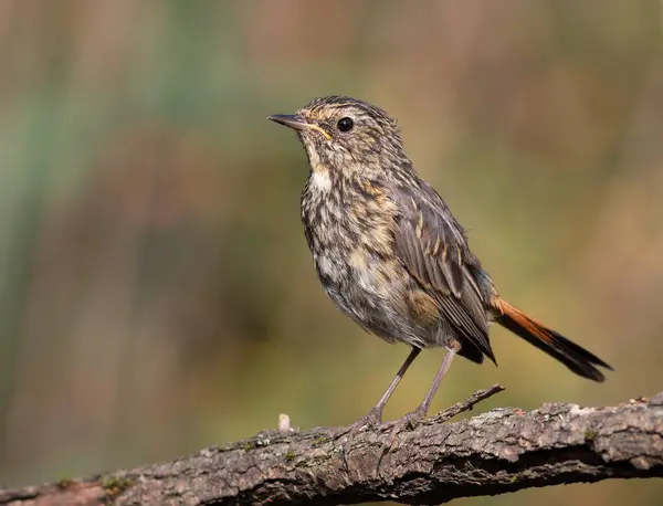 stock image Bluethroat, Luscinia svecica. A young bird sits on a tree branch on the bank of the river