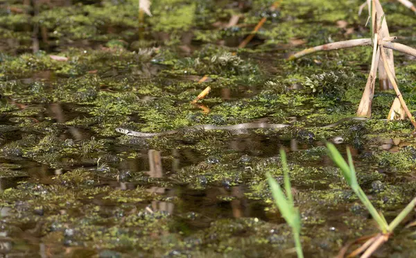 Çim yılanı, Natrix natrix. Nehrin yüzeyinde su yosunları arasında bir yılan yüzer.