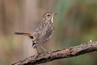 Bluethroat, Luscinia svecica. Genç bir kuş bir dala oturur, kuyruğunu kıstırır
