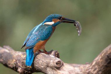 Ortak balıkçı, Alcedo bu işte. Genç bir kuş gagasında avıyla bir dala oturur.