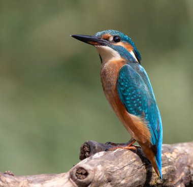 Ortak balıkçı, Alcedo bu işte. Genç bir kuş, düz bir zeminde, güzel bir dala oturur.