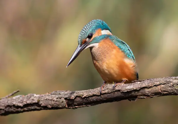 stock image Common kingfisher, Alcedo atthis. A young bird sits on a branch above the river, waiting for prey