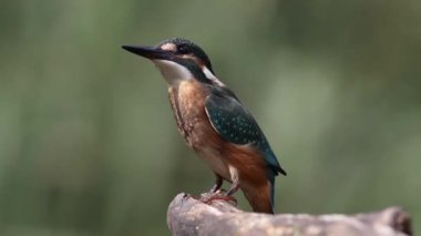 Ortak balıkçı, Alcedo bu işte. Bir kuş bir dala oturmuş, etrafına bakıyor.