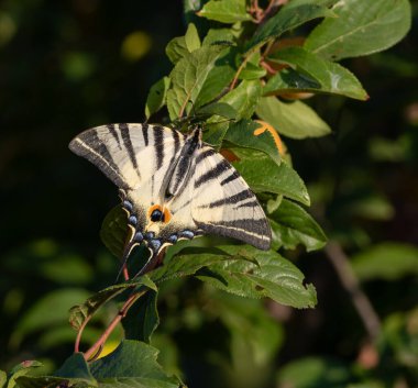 Scarce swallowtail, Iphiclides podalirius. A butterfly sits on the branch of a fruit tree clipart