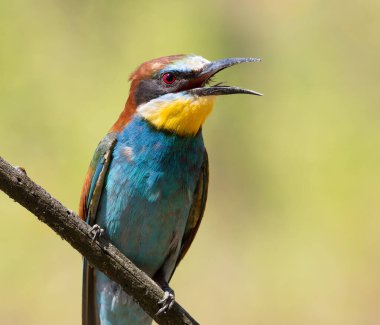 Avrupalı arı yiyici, merops apiaster. Gagası açık bir kuşun yakın çekimi.