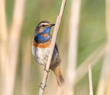 Bluethroat, Luscinia svecica. Nehir kıyısındaki sazlıkta bir kuş oturuyor.