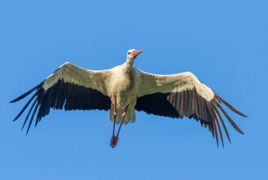 Beyaz leylek, Ciconia ciconia. Mavi gökyüzünde bir kuş uçuyor