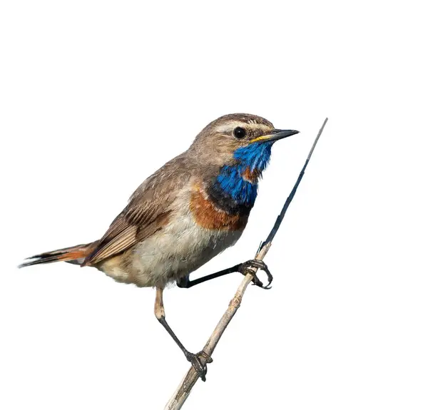 stock image Bluethroat, Luscinia svecica. Bird perched on a reed stalk on a white background, isolated