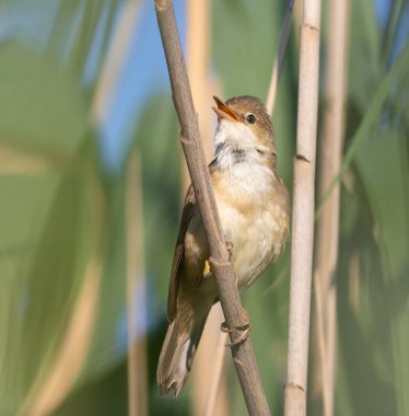 Avrasya sazlık bülbülü, Akrocephalus scirpaceus. Bir kuş nehir kenarındaki sazlıklarda oturur ve şarkı söyler.