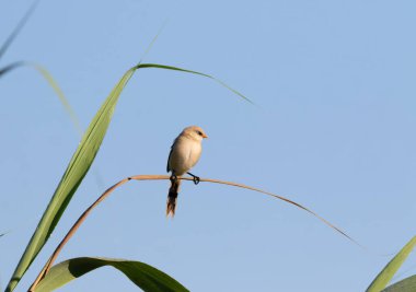 Sakallı reedling, Panurus biarmicus. Genç bir erkek sazlığa oturmuş, arka planda bir gökyüzüne karşı.