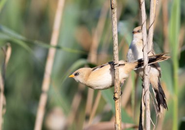 Sakallı reedling, Panurus biarmicus. Genç bir erkek ve dişi sazlıkta oturuyor.