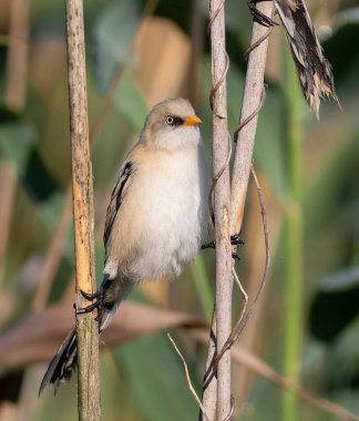 Sakallı reedling, Panurus biarmicus. Genç bir erkek, iki sazlığın arasında bir sicimin üzerinde oturur.