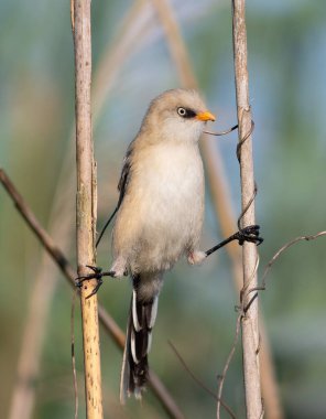Sakallı reedling, Panurus biarmicus. Genç bir erkek, iki sazlığın arasında bir sicimin üzerinde oturur.