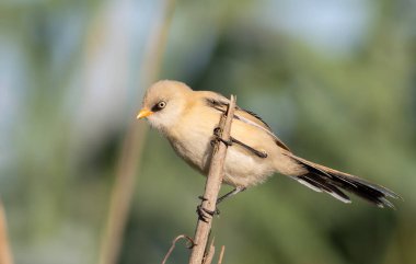 Sakallı reedling, Panurus biarmicus. Bir erkek, kırık bir sazlığa oturur, düz arkaplan.