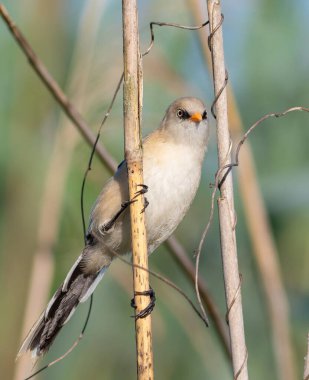 Sakallı reedling, Panurus biarmicus. Genç bir erkek nehir kıyısında bir sazlıkta oturur.