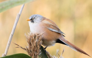 Sakallı reedling, Panurus biarmicus. Erkek bir kuş sazlığın tepesinde oturur ve uzaklara bakar.