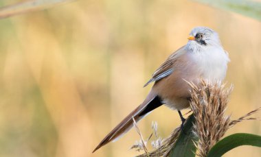 Sakallı reedling, Panurus biarmicus. Erkek bir kuş sazlığın üzerinde oturur. Metin yerleştirme yeri