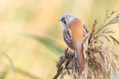 Sakallı reedling, Panurus biarmicus. Erkek bir kuş sazlığın üzerinde oturur. Metin yerleştirme yeri