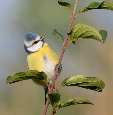 Eurasian blue tit, Cyanistes caeruleus. A bird sits on a branch on an flat blurred background