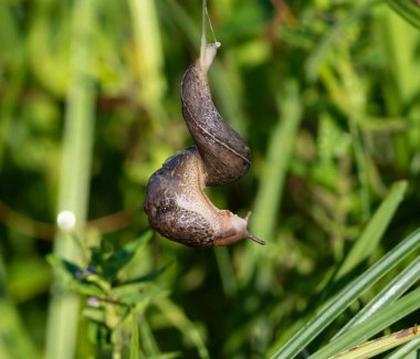 Leopar sümüklü böcek, Limax Maximus. Sabahın erken saatlerinde nehir kıyısında. Bir sümüklü böcek bir balçık ipine tırmanıyor.
