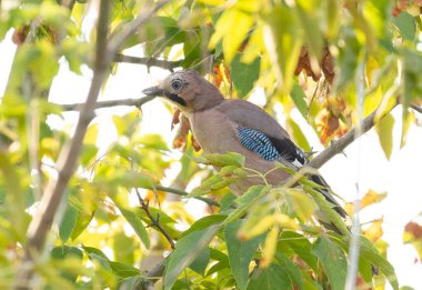 Avrasya Jay 'i, Garrulus Glandarius. Bir kuş, yaprakların arasında bir ağaç dalında oturur.