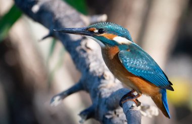 Common kingfisher, Alcedo atthis. A bird sits on a tree branch above a shallow river clipart