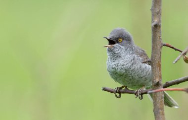 Çalı bülbülü Sylvia Nisoria. Düz arkaplanda bir kuş ötüyor