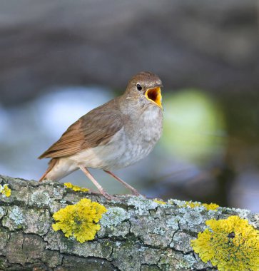 Thrush Nightingale, Luscinia Luscinia Luscinia. Bir kuş devrilmiş bir ağaca oturur ve şarkı söyler.
