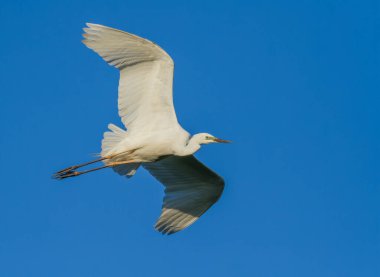 Büyük balıkçıl, Ardea Alba. Mavi gökyüzünde bir kuş uçar